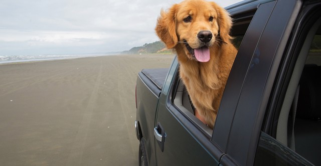 Votre chien comme copilote : des accessoires pour des voyages sûrs et agréables